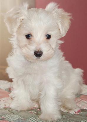Maltipoo Puppies on Maltipoo Puppies   Reviews And Photos